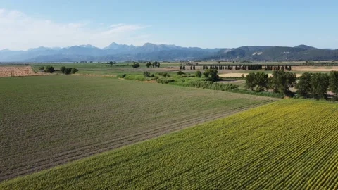 Sunflowers in Tuscany 動画素材 157186031