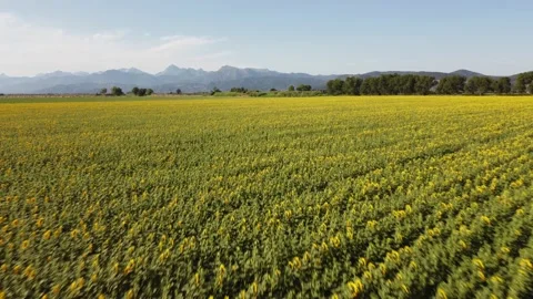 Sunflowers in Tuscany 動画素材 157186089