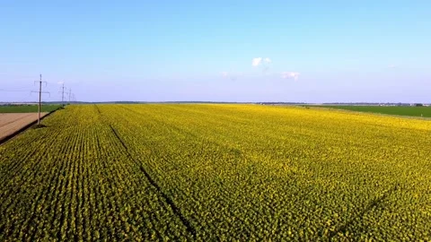 Sunflowers in Ukraine Stock Footage 203262334