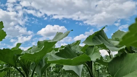Sunflowers under a blue sky with clouds Stock Footage 337661025