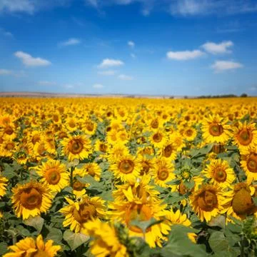 Sunflowers under blue sky with clouds Stock Photos