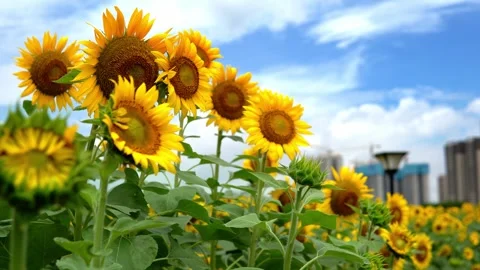 Sunflowers Under Blue Summer Sky 4K Stock Footage 341857623