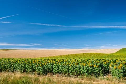 Sunflowers Under A Clear Sky Stock Photos