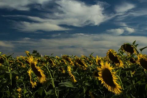 Sunflowers under the clouds Stock Photos