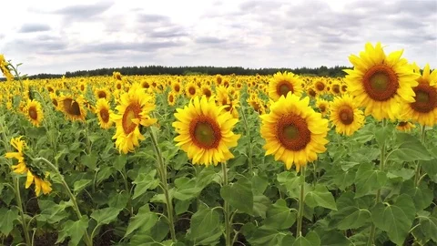 Sunflowers under a cloudy sky. Stock Footage