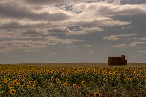 Sunflowers under a cloudy sky Stock Photos