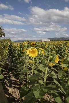 Sunflowers under a cloudy sky Stock Photos
