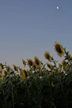 Sunflowers under the moon Foto stock