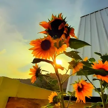 Sunflowers under the rays of sunlight Foto stock