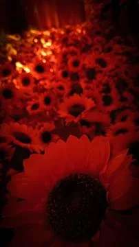 Sunflowers under the red glow Stock Photos