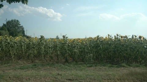 Sunflowers under the sun Stock Footage 113298814