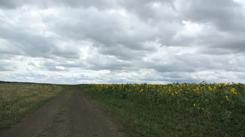 Sunflowers. Unpaved road Stock Footage 40467498