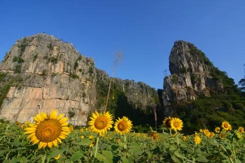 Sunflowers in valley Stock Photos