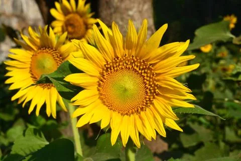 Sunflowers in valley Stock Photos