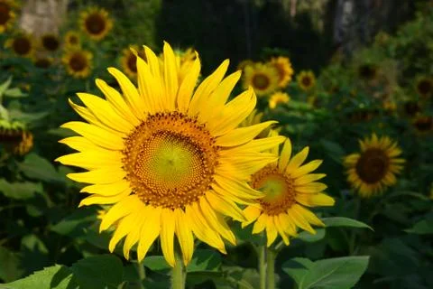 Sunflowers in valley Stock Photos