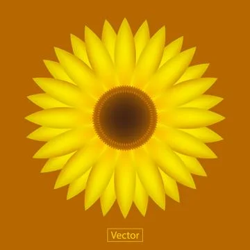 Sunflowers vector.. Stock Illustration