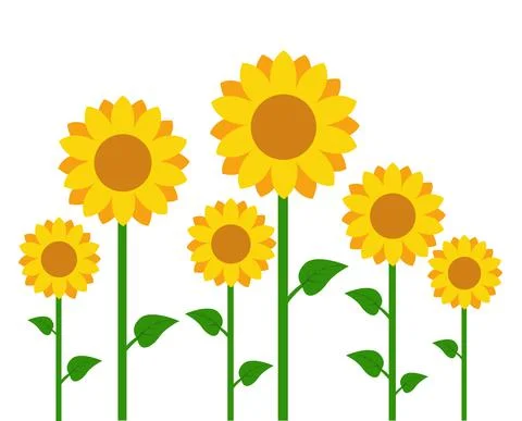 Sunflowers vector illustration design Stock Illustration