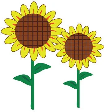 Sunflowers vector illustration on white Stock Illustration