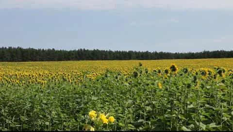 Sunflowers in the vicinity of Berlin, Germany Vídeo Stock 11349036