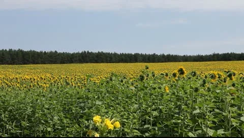 Sunflowers in the vicinity of Berlin, Germany Vídeo Stock 11349037