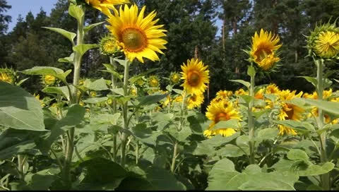 Sunflowers in the vicinity of Berlin, Germany Vídeo Stock 11349046