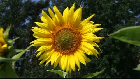 Sunflowers in the vicinity of Berlin, Germany Vídeo Stock 11349050
