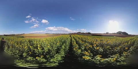 Sunflowers VR 360 Stock Footage 281174922