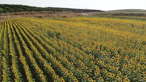 Sunflowers Vs 스톡 동영상 265438815