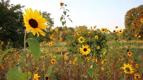 Sunflowers in warm light Stock-Footage 42008725