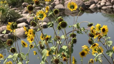 Sunflowers with Water in Background Clockwise Pan Stock Footage 132139429