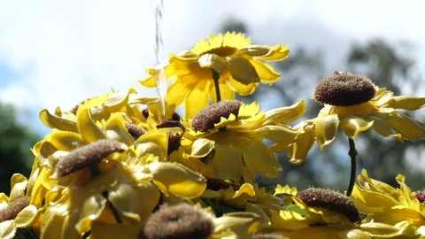 Sunflowers Watered Sky Stock Footage 205511216