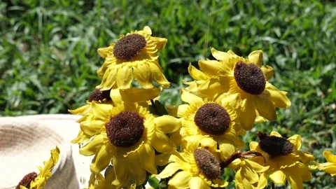 Sunflowers Watered Straw Hat in Background Stock Footage 205511189