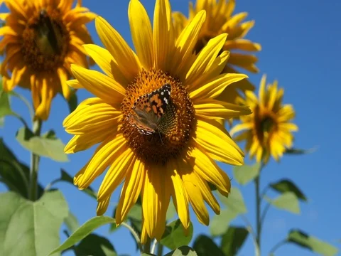 Sunflowers Waving in Wind Video stock 81337492
