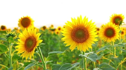 Sunflowers on a white background Stock Footage 8931753