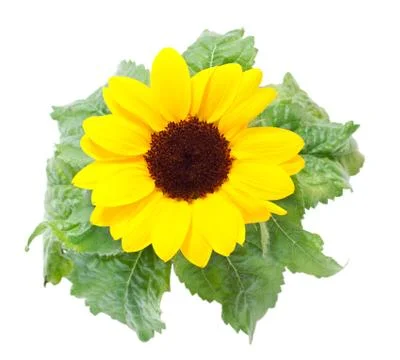 Sunflowers on a white background. Stock Photos