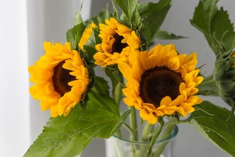 Sunflowers on a white background. Shallow depth of field. Stock Photos