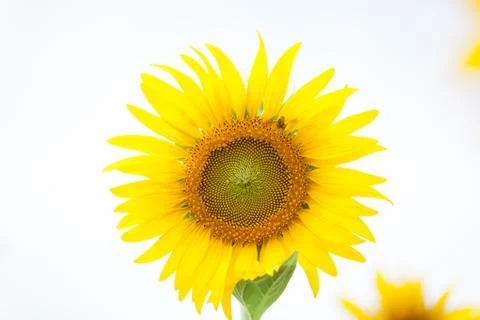 Sunflowers on white Foto stock