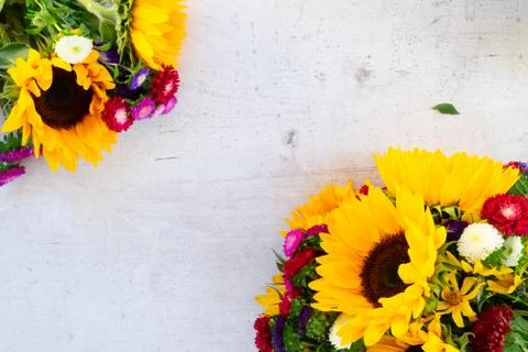 Sunflowers on white Stock Photos