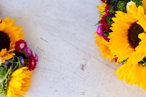 Sunflowers on white Stock Photos