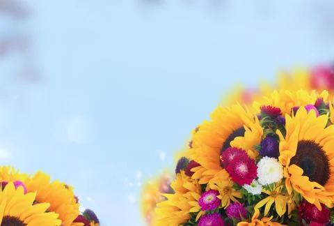 Sunflowers on white Stock Photos