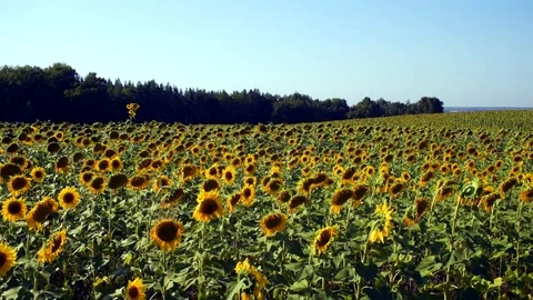 Sunflowers, the whole field! 스톡 동영상 82331725