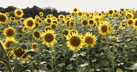 Sunflowers in the wind, 4K Stock Footage 257348039