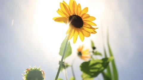 Sunflowers in the wind on a beautiful sunny day Stock Footage