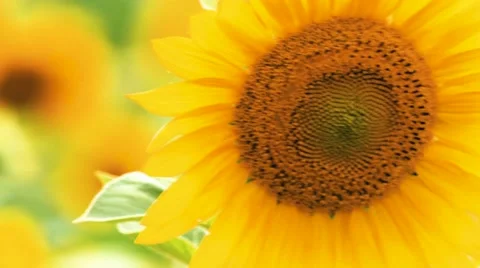 Sunflowers in the wind, close-up Stock Footage 64908204