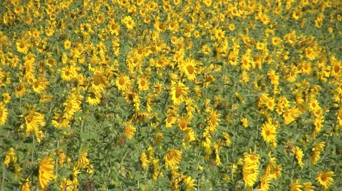 Sunflowers in the Wind Видео 881865