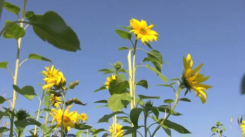 Sunflowers in the Wind Video stock 908791