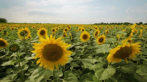 Sunflowers on wind Stock Footage 7739846