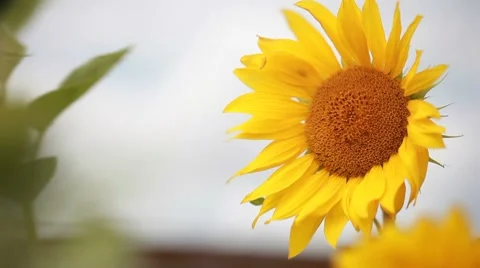 Sunflowers on the wind Stock Footage 8553210