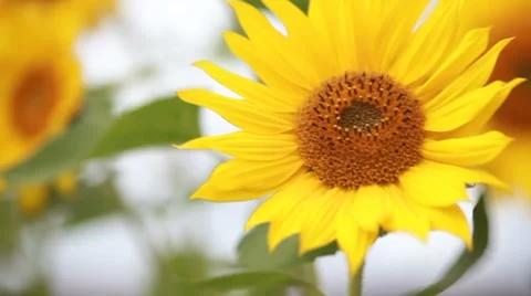 Sunflowers on the wind Stock Footage 8553222