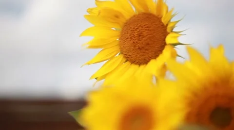 Sunflowers on the wind Stock Footage 8553321